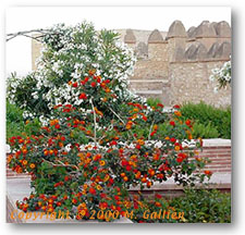 One of the gardens in the Alcazaba.