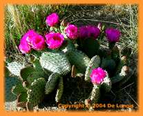 cactus flowers during the May bloom